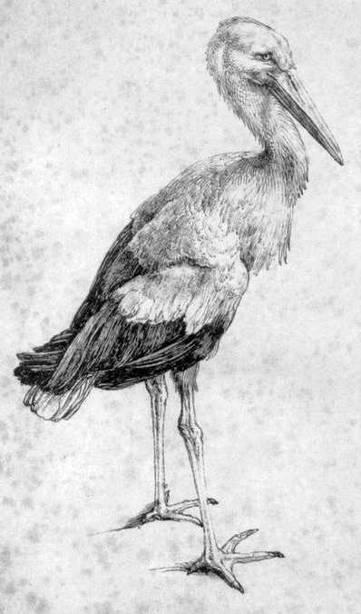 Storch – Federzeichnung von Albrecht Dürer