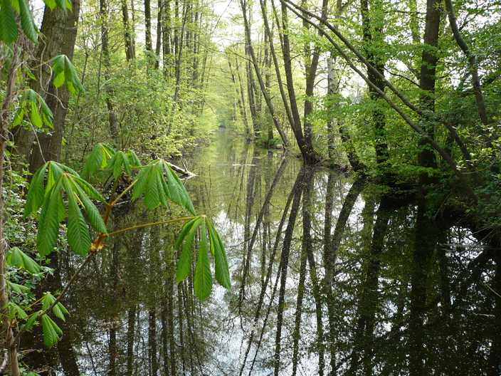 zwischen Fasanenschlösschen und Moritzburg Friedewald Impression